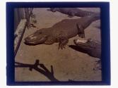 10 foot Alligator