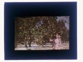[Girl in orange grove]