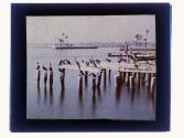 [Pelicans on dock]