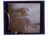 [Structure obscured behind bougainvillea plants]