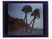[Three palm trees on edge of more heavily forested area]