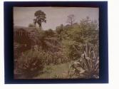[View of house and garden]