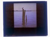 [Pelicans on pilings]