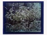 [Tree in bloom]