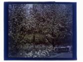 [Garden view]