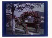 [House and garden]