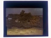[Landscape with sheep]