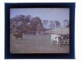 [Landscape with cows]