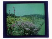 Wyoming County Ward Garden