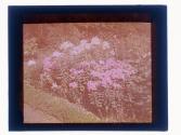 [Flowers]