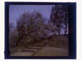 [Trees and stairs]