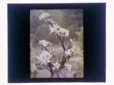 Pear Blossoms