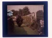 Rose of Sharon Beckley - Rochester