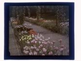 Tulips Jas. Watson - Rochester