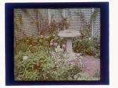 Tulips and Bird Bath Beckley