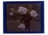 Dr. Wan Vleet Roses
