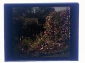 [Garden view]