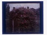 [View of house and flowers]
