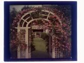 Rose Arbor