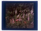 Foxgloves and Poppies