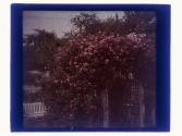 Roses on Arbor