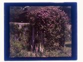 Rose Arbor American Beauty