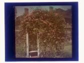 Rose Arbor