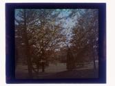 [Sonnenberg Gardens]