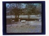[Deer behind fence]