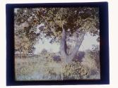 [Durand - Eastman (?) Park]