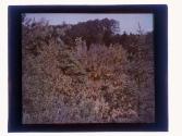 [Durand - Eastman (?) Park]