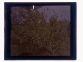 [Durand - Eastman (?) Park]