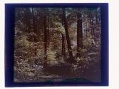 [Durand - Eastman (?) Park]