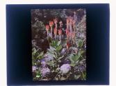 [Wild flowers]
