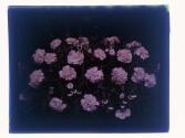 Carnations