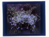 Bluebells Mertensia