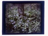 [Wild flowers]