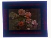 Roses Mrs. Harriet Lomb