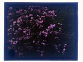 [Garden flowers]