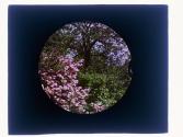 Wild Azalia/Greece