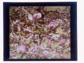 Dogwood G Val Vlub