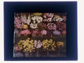 [Cut flowers]