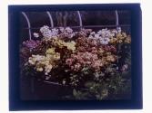 [Garden flowers]
