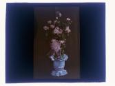 [Cut flowers]