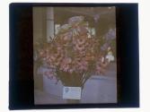 [Prize winning flowers]