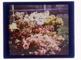 [Garden flowers]