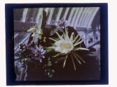 Night Blooming Cereus