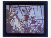 [Flowers in conservatory]