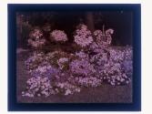 [Flowers]