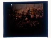 [Flowers]